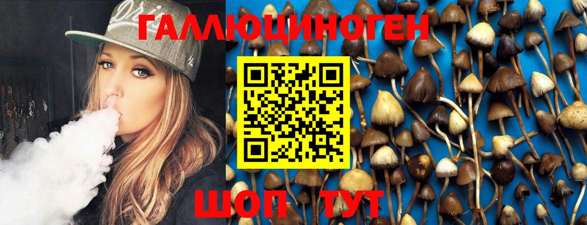 Псилоцибиновые грибы Psilocybine cubensis Псков